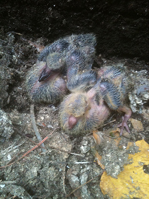 Baby pigeons, or squabs, nesting in their own mess.