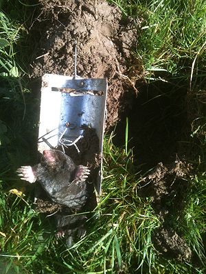 A mole caught in a trap.