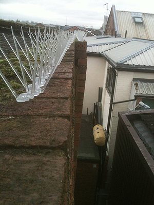 Pigeon spikes on an industrial parapet Inbox 	Pigeon spikes on an industrial parapet.